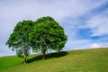 Twin trees on green hill Royalty Free Stock Photo