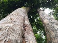 twin trees that are hundreds of years old Royalty Free Stock Photo