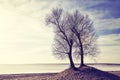 Twin trees on a river bank at sunset. Royalty Free Stock Photo