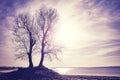 Twin trees silhouettes on a river bank at sunset. Royalty Free Stock Photo