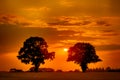 Twin Trees At Sunset Royalty Free Stock Photo