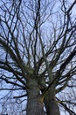 Twin trees in winter Royalty Free Stock Photo