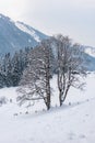 Twin trees and winter mountain landscape in the Alps. The hills, trees and mountains covered with snow Royalty Free Stock Photo