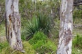 Twin trunks eucalyptus Aldinga Beach Royalty Free Stock Photo