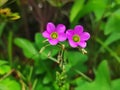 Twin Violet Little Flower