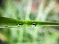 Twin water drops on blade of green grass