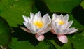 Twin water Lilies and Lily Pads Royalty Free Stock Photo