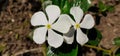 Twin White Catharanthus Roseus Flower with Green Leaves in the Garden Royalty Free Stock Photo