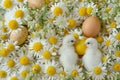 Twin white chicks amongst daisies and eggs a delightful symbol of new beginnings. Apt for Spring and Easter promotions.