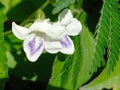 Twin white flower above green leafs