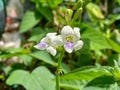 Twin white flower wild