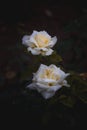Twin white roses with a yellow tinge