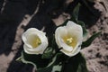 twin white tulip isolated in sunlight in rows in a long flower f