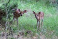 Twin whitetail fawn deer closeup looking at the camera Royalty Free Stock Photo