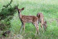 Twin whitetail fawn deer closeup looking at the camera Royalty Free Stock Photo