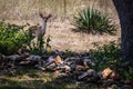 Whitetail fawn deer standing in the garden Royalty Free Stock Photo