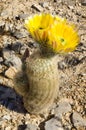 Yellow Cactus flowers Royalty Free Stock Photo