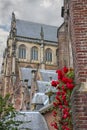 Twine red roses on the facade of the Grote Kerk (Sint-Bavokerk) Royalty Free Stock Photo