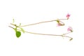 Twinflower Royalty Free Stock Photo