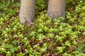 Twinflowers and Bunchberry flowers on taiga floor Royalty Free Stock Photo