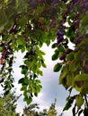 Twing with plums in the orchard Royalty Free Stock Photo