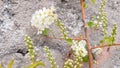 A twining branch and flowers against a stone wall. White small flowers. Spring in the city. Selective focus