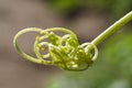 567 Woven Plant Tendril