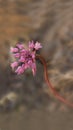 Twining snakelily wildflower in nature