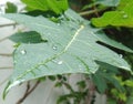 Twinkling droplets leaves papaya veins
