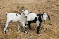 Twins of baby dwarf goat