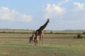 Giraffe and her twin calves in the african savannah. Royalty Free Stock Photo