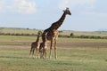 Giraffe and her twin calves in the african savannah. Royalty Free Stock Photo