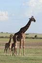 Giraffe and her twin calves in the african savannah. Royalty Free Stock Photo