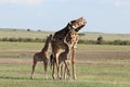 Giraffe and her twin calves in the african savannah. Royalty Free Stock Photo