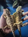 Twins Bearded dragon Royalty Free Stock Photo