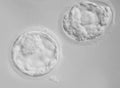 Twins fertilized egg Royalty Free Stock Photo