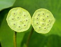 Twins Lotus Seedpods