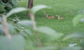 Twins at rest in the grass Royalty Free Stock Photo