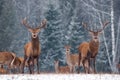 Twins.Stunning Image Of Two Deer Male Cervus Elaphus Against Winter Birch Forest And Fuzzy Silhouettes Of The Herd: One Stag C Royalty Free Stock Photo