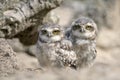 Twins, two young burrowing owls