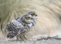 Twins, two young burrowing owls