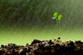 Twins young plant growing on the ground in the rain Royalty Free Stock Photo