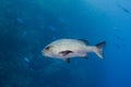 Twinspot snapper Lutjanus bohar side view of large silver fish