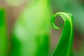 Twirl Fern leaf for green Royalty Free Stock Photo