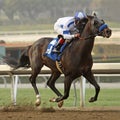 Twirling Candy Wins The Strub Stakes Royalty Free Stock Photo