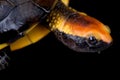 Twist-necked turtle Platemys platycephala Royalty Free Stock Photo