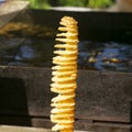 Twist potato in a street food stall in Ueno Park in Tokyo. Royalty Free Stock Photo