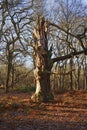 A twisted ancient Oak tree in Sherwood Forest