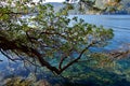 Twisted arbutus tree branch hangs out over the green waters of Saanich Inlet on a sunny day