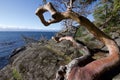 Twisted Arbutus tree hugs the rugged shore as it grows against the winds,